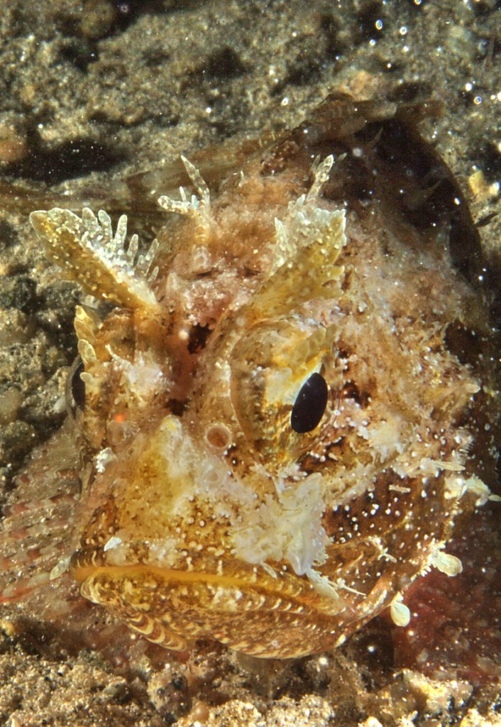 Scorfano nero (Scorpaena porcus)  by night